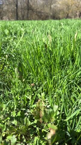 The camera is close to the ground, offering a low-angle view of a patch of vibrant green grass and clover. The grass blades are long and slender, while the clover displays its characteristic three-leaf clusters. In the background, out of focus, are trees under a clear blue sky. The scene appears to be outdoors on a sunny day, with the grass and vegetation well-lit. There are no people visible in the shot.
