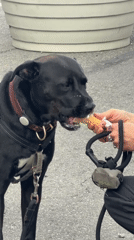 Dog enjoys ice cream, coffee moment captured in NYC