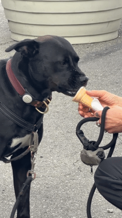 Dog enjoys ice cream, coffee moment captured in NYC