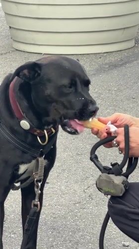 Dog enjoys ice cream, coffee moment captured in NYC