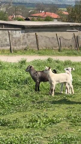 A short video shows three young goats and a person on a grassy field. The goats are standing in the grass, with one being gray and the other two being white. They look towards the camera at the beginning of the video. A woman wearing jeans, a fuzzy coat, and dark sneakers walks into frame and approaches the goats. Behind the goats is a cement wall, a chain-link fence, and some trees. The sky is overcast and the time of day is daytime. The grass appears to be a combination of green grass and weeds.