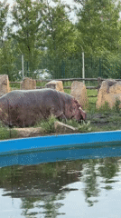 Afternoon at Kazan Zoo, animals across the whole park