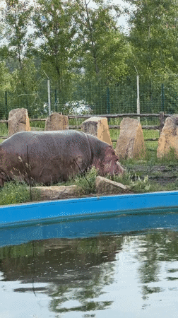 Afternoon at Kazan Zoo, animals across the whole park