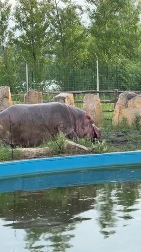 Afternoon at Kazan Zoo, animals across the whole park