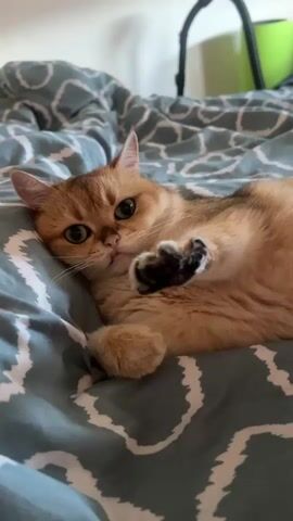 A golden cat lies on a bed with a patterned comforter. The cat is facing the camera with its head resting on its paw. Its eyes are green and wide open, and it appears to be looking directly at the viewer. The cat's body is relaxed, and it seems to be enjoying its time on the bed. The background is slightly blurred, but it appears to be a bedroom setting with a lamp visible in the upper right corner. The lighting is soft and natural, suggesting it might be daytime. The video captures a moment of peaceful repose for the feline.
