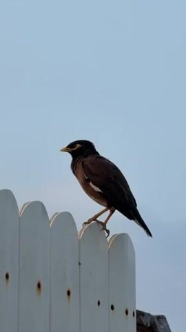 The video shows a bird perched on a white picket fence. The bird is dark brown with a black head and yellow markings around its eyes and beak. It is facing left and appears to be looking downwards. The sky behind the bird is a clear, pale blue. The fence is made of several pointed white pickets, some of which have visible rusty screws. The bird shifts its weight and opens its beak slightly, perhaps vocalizing. The camera is positioned at a low angle, looking up at the bird and fence. The lighting suggests it is daytime, possibly late afternoon or early morning due to the soft light.