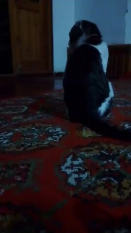 The video shows a black and white cat sitting on a red patterned rug. In the background there is a wooden door and a white wall. Someone places a clear plastic water bottle with a blue cap in front of the cat. The bottle lands on the rug and remains upright.
