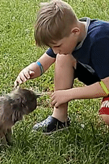 Boy plays with cats in Ukrainian backyard playground