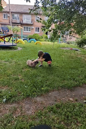Boy plays with cats in Ukrainian backyard playground