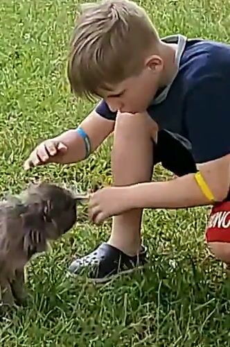 Boy plays with cats in Ukrainian backyard playground