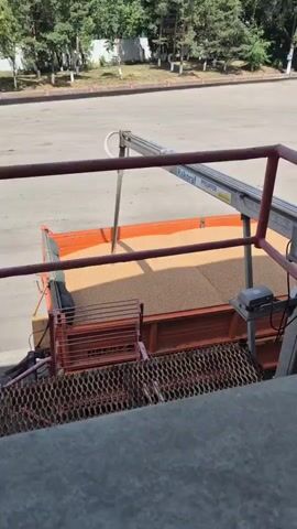 A grain conveyor is being used to unload a truck full of grain. The conveyor arm is extended into the truck bed, and grain is flowing down the conveyor. The truck is orange and has a metal railing. There is a person in the background wearing a white shirt and jeans. The scene takes place outdoors in what appears to be a loading dock area. The ground is paved, and there are trees and a fence in the background.
