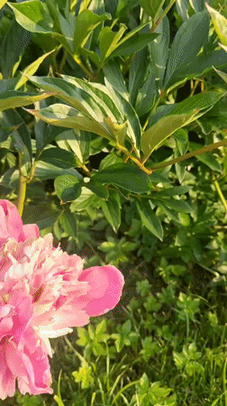 Peonies in bloom and a passing train in Pushkin