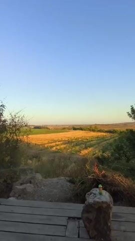A static, eye-level, outdoor shot captures a wide field with an open, clear blue sky overhead. The field, a mixture of green and golden yellow, appears to be agricultural, possibly with rows of crops, and extends towards the horizon. In the foreground, a wooden deck or platform is visible, with some rocks and foliage on the left and right. On the right side of the deck, a single stone or rock serves as a small table, holding a small green and yellow object, possibly a drink can or bottle. The sunlight suggests either early morning or late afternoon, casting a warm glow over the landscape.