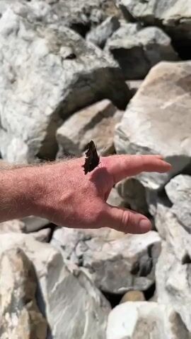 A butterfly rests on a person's hand. The person's hand is held out in front of a background of large, light-colored rocks. The person's foot, wearing a dark athletic shoe, is visible in the lower portion of the frame as it steps onto a rock. The scene appears to be outdoors in a rocky, possibly mountainous, environment.