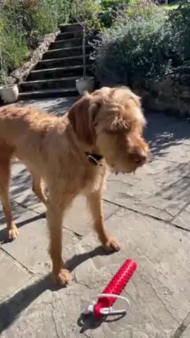 The video shows a dog and a chicken in a garden. The dog is light brown with shaggy hair, standing on a stone patio near a red rubber toy. A chicken, mostly white with black markings, walks around the patio near a chair. In the background are stone steps leading up to a garden area with plants. The scene is well-lit by natural sunlight.