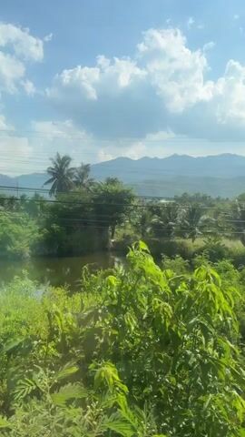 The video shows a landscape view from a moving vehicle. Lush green foliage is in the foreground, with trees and plants. In the middle ground, there are rice fields, some of which appear to be flooded, and other vegetation. In the background, mountains are visible under a bright blue sky with scattered white clouds. There are also power lines and a utility tower visible. The overall impression is a rural, agricultural landscape on a sunny day.