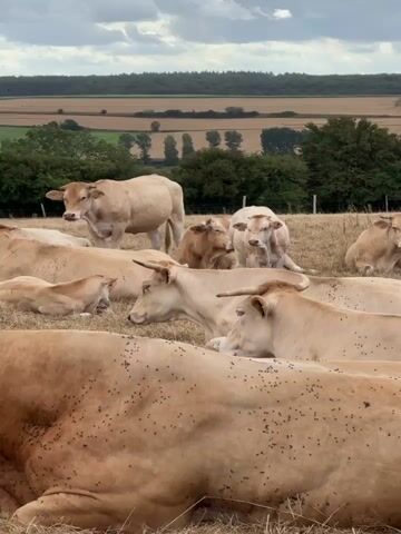 A herd of light brown cows lies and stands in a dry, grassy field. In the foreground, several cows are lying down, their backs covered in numerous small, dark insects, possibly flies. One cow in the foreground is facing to the left and appears to be licking its nose. Behind these resting cows, a few more are standing or have their heads raised. One standing cow in the middle ground is looking to the left with its mouth slightly open. To the right of this cow, another cow is partially obscured, with its head turned towards the viewer. In the background, a more distant cow stands facing left. Beyond the field, rolling hills are visible, with cultivated fields in shades of brown and green, interspersed with trees and a line of darker green forest in the far distance. The sky is overcast with grey clouds.