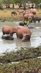 Water buffaloes bathe in muddy pond in Thailand
