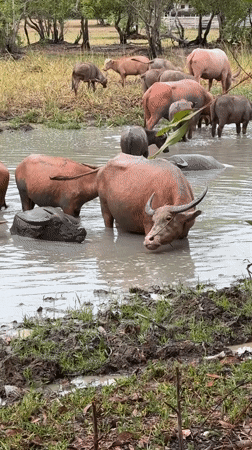 Water buffaloes bathe in muddy pond in Thailand
