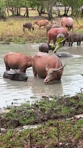 Water buffaloes bathe in muddy pond in Thailand