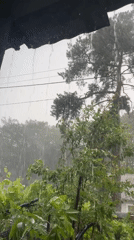 Heavy rain and wind hit green foliage in Zarichne, Ukraine