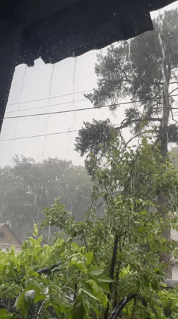 Heavy rain and wind hit green foliage in Zarichne, Ukraine