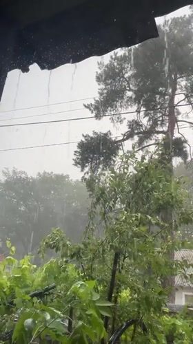 Heavy rain and wind hit green foliage in Zarichne, Ukraine