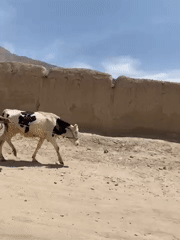 Man leads cow along dusty road in Afghanistan