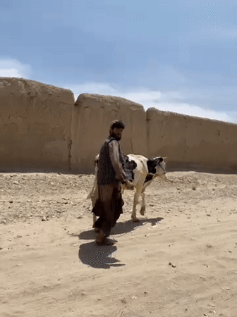 Man leads cow along dusty road in Afghanistan