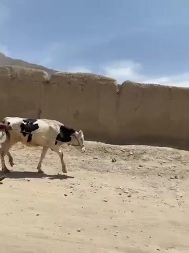Man leads cow along dusty road in Afghanistan