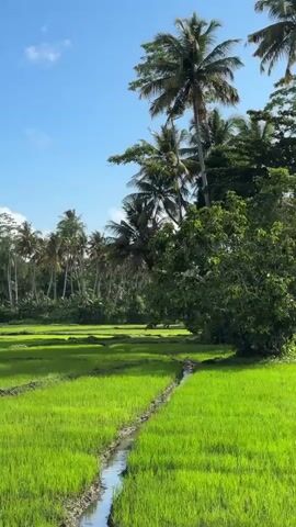 The video shows a vibrant green rice paddy field under a bright blue sky. Lush palm trees and dense foliage dominate the background, suggesting a tropical or subtropical climate. Power lines crisscross the upper portion of the frame, indicating a populated area.

Attached to a utility pole in the foreground is a white sign with text and images in Sinhalese. The text appears to be an advertisement for a house or property for sale. One image depicts a house, while another shows a diagram that could be a floor plan. Below these are phone numbers.

The time of day is clearly daytime, likely mid-morning or early afternoon, given the bright sunlight and clear sky. The weather appears to be fair and sunny. The overall impression is one of a rural or semi-rural setting in a warm, tropical location, possibly in Sri Lanka as indicated by the location context. No people are visible in the frame, and the focus is on the landscape and the advertisement. The emotions evoked are peacefulness and a sense of opportunity, perhaps related to the property advertisement.