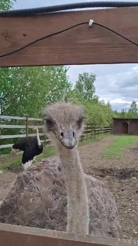An ostrich stares at the camera from behind a short wooden fence. The bird is grey with a long neck and dark eyes. Behind it, another ostrich, mostly black with some white, walks in a dirt enclosure. Beyond the enclosure is a grassy area, a simple wooden building, and a wire fence marking a boundary. The sky is overcast. The camera is stationary and close to the ostrich, focusing on its face.