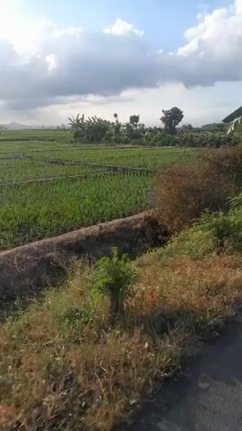 The video shows a view of a rice paddy field under a cloudy sky with the sun shining through. There are trees and bushes in the foreground. The camera is moving, suggesting it is attached to a vehicle or being carried by someone. The footage appears to be taken during the day, likely in the morning or late afternoon due to the lighting. The scene is rural and agricultural.