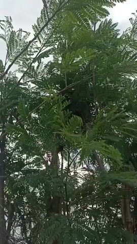The video shows a close-up view of lush green foliage from a tree against a cloudy sky. The leaves are small and feathery, arranged in a compound structure. The camera pans slightly, revealing the dense growth of the branches and leaves, with some lighter areas of the sky visible through the canopy. The overall impression is of a vibrant and natural outdoor environment.