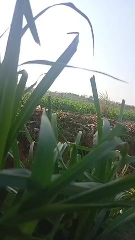 The video is a close-up shot of tall green grass swaying in the wind. In the background, there is a field of crops with a clear sky above. The lighting suggests it is daytime, possibly morning or late afternoon. There are no people or animals visible in the frame. The camera is positioned low, giving the impression of being at ground level. The overall scene depicts a natural outdoor environment.