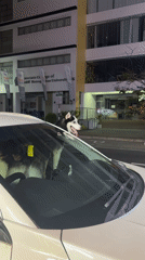 Huskies spotted in white car during Colombo nighttime scene