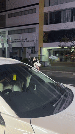 Huskies spotted in white car during Colombo nighttime scene