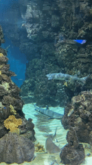 Morning aquarium visit documents diverse marine life in Barcelona