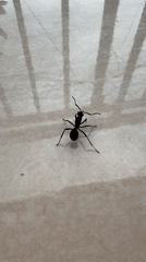 Black ant observed on tile surface in Ubud