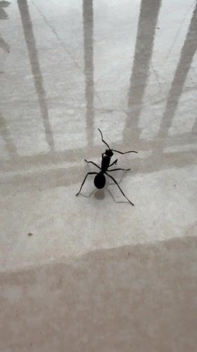 Black ant observed on tile surface in Ubud