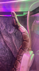 Ball python explores its enclosure in Bat Yam