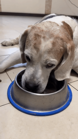 Pets, breakfast, and morning light in Odesa
