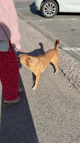 The video shows a brown dog with white markings on its face interacting with a person wearing a pink sweater and a red and white polka dot skirt. The dog is standing on an asphalt surface next to a sidewalk. In the background, a white car is parked. The person appears to be petting or feeding the dog. Another person wearing a blue and white patterned dress is partially visible in the background. The lighting suggests it is daytime.