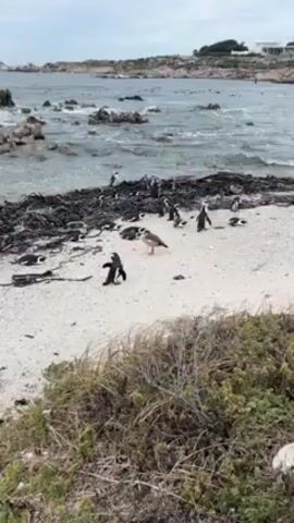 The video shows a beach with a colony of penguins. They are black and white and are walking around on the sand. There is a lot of seaweed on the beach. The water is choppy, and there are rocks in the distance. The sky is overcast. The camera pans slightly to the right.