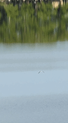 Early morning wildlife activity observed at Votkinsk Pond