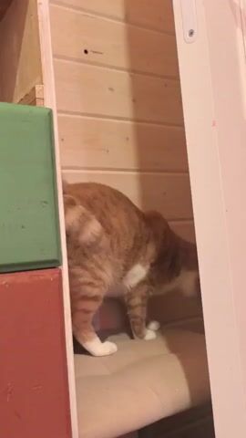 An orange and white cat is visible in a wooden alcove. The cat is positioned on a cushioned surface, and is looking down and to the right. It appears to be preparing to jump or move further into the alcove. The alcove has wooden plank walls. To the left of the alcove are stacked rectangular blocks, one green and one red. A white door frame is visible to the right. The cat shifts its weight and moves further into the alcove.