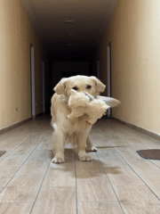 Golden retriever with toy, house centipede spotted in Zovuni home