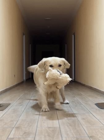 Golden retriever with toy, house centipede spotted in Zovuni home