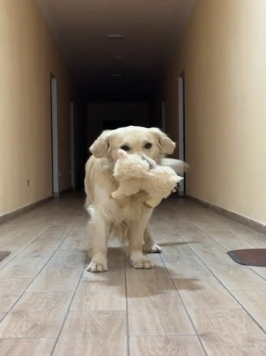 Golden retriever with toy, house centipede spotted in Zovuni home