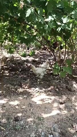 Two small, white, fluffy chicks are standing on the ground. The ground is covered with dirt, small rocks, and some fallen leaves. There are green leafy branches from a bush or tree overhead, casting shadows on the ground. The chicks appear to be walking or standing still in a natural outdoor environment. The lighting suggests it is daytime.